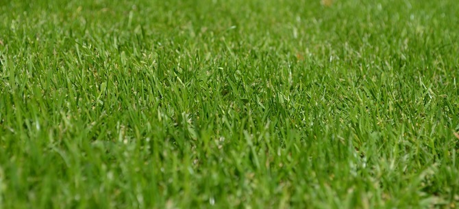 El césped de hierba saludable necesita ser cortado