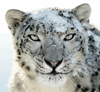 Cómo actualizar a Snow Leopard y lo que debe saber [Mac] Snow Leopard