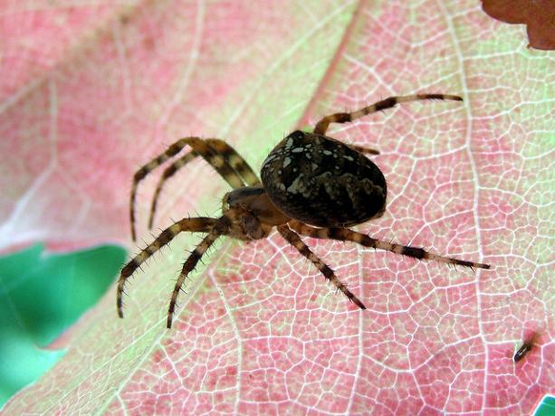 Araña en una hoja salvaje de cerca