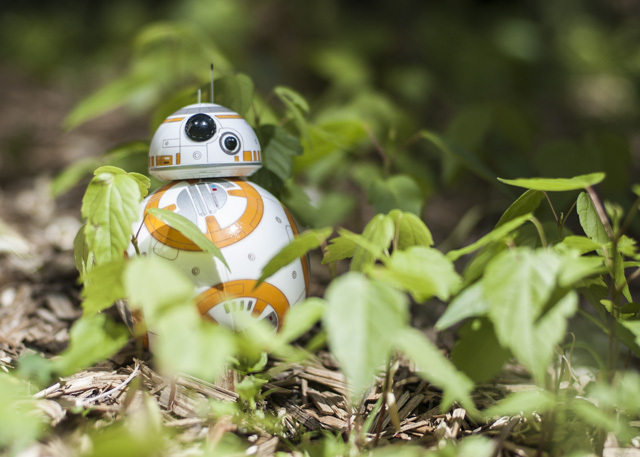 Feline the Force: Sphero Star Wars BB-8 Review and Giveaway DSC 0037