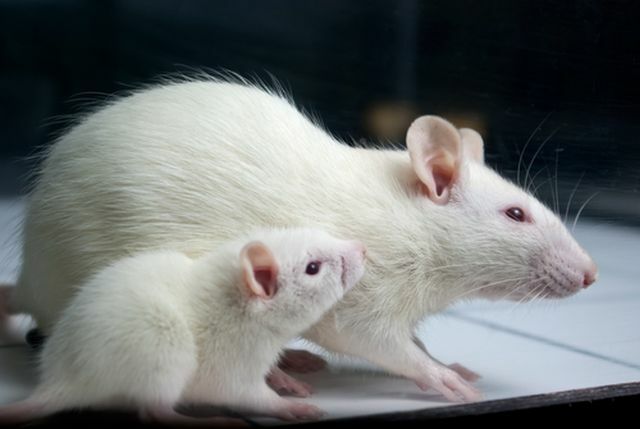 investigación de ratas