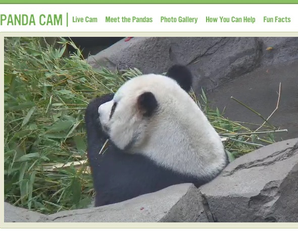 Los 5 mejores sitios web para ir en una aventura virtual panda cam
