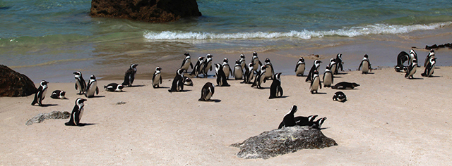 pingüinos hablando