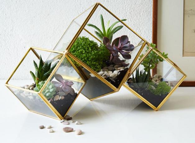 West-elm-cube-terrarium