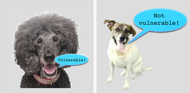 caniche-no-caniche