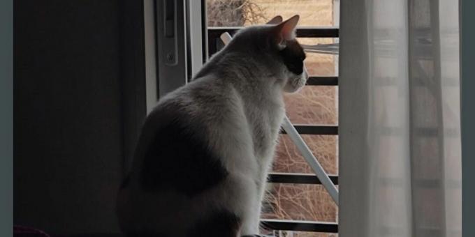 Gato mirando por la ventana