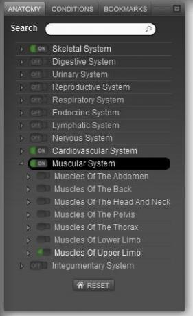 anatomía del cuerpo humano