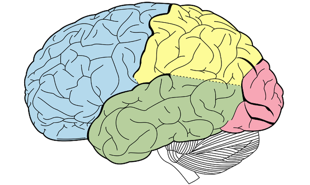 investigación futura del cerebro