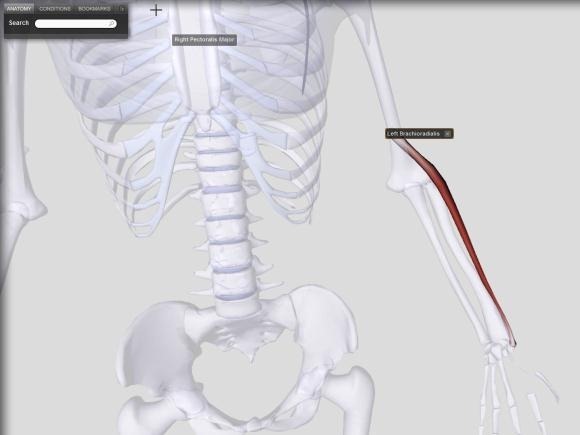 diagrama del cuerpo humano