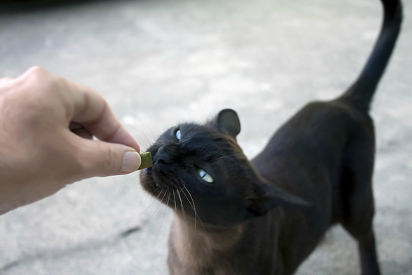 como tomar fotos de mascotas