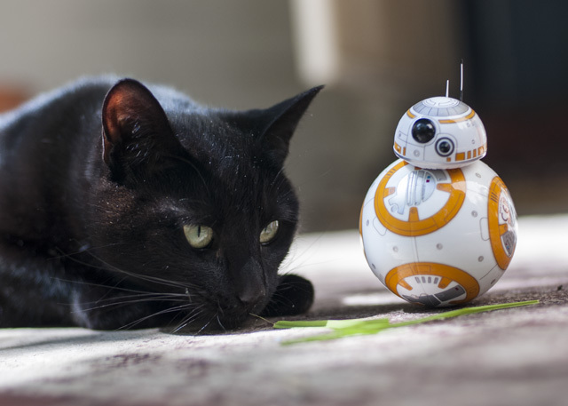 Feline the Force: Sphero Star Wars BB-8 Review and Giveaway DSC 0034